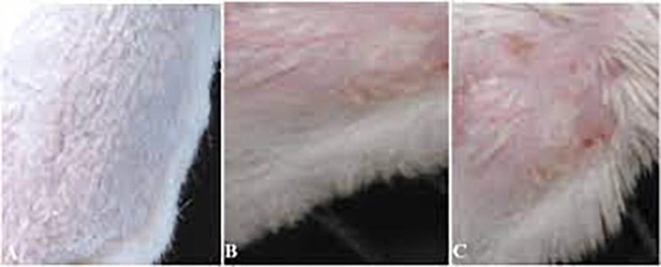 Acute Toxicity Studies - Study Design of OECD Guideline 402: Acute Dermal Toxicity Study in Rats