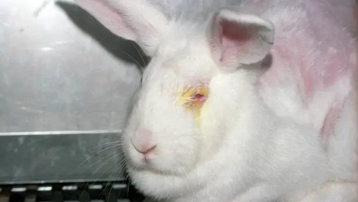 Acute Toxicity Studies - Study Design of OECD Guideline 405: Acute Eye Irritation/Corrosion Study in Rabbits