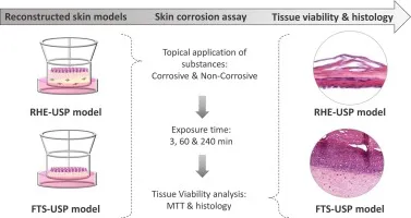 Read more about the article Study Design of EpiSkin-In Vitro Skin Corrosion (OECD 431)
