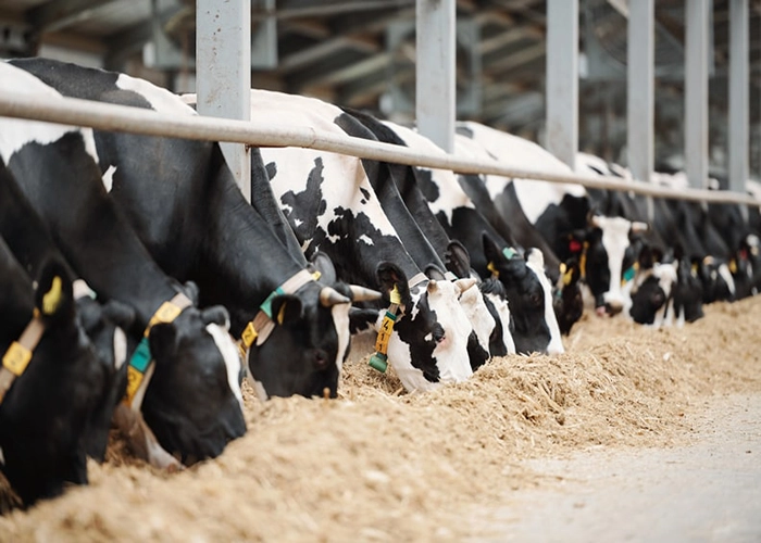 Feed Testing: Safeguarding Animal Health and Performance
